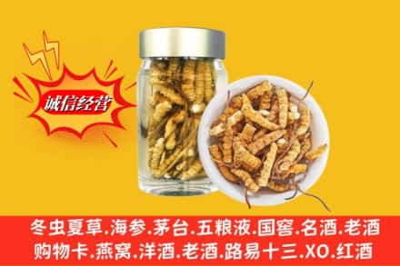 下陆区回收散虫草